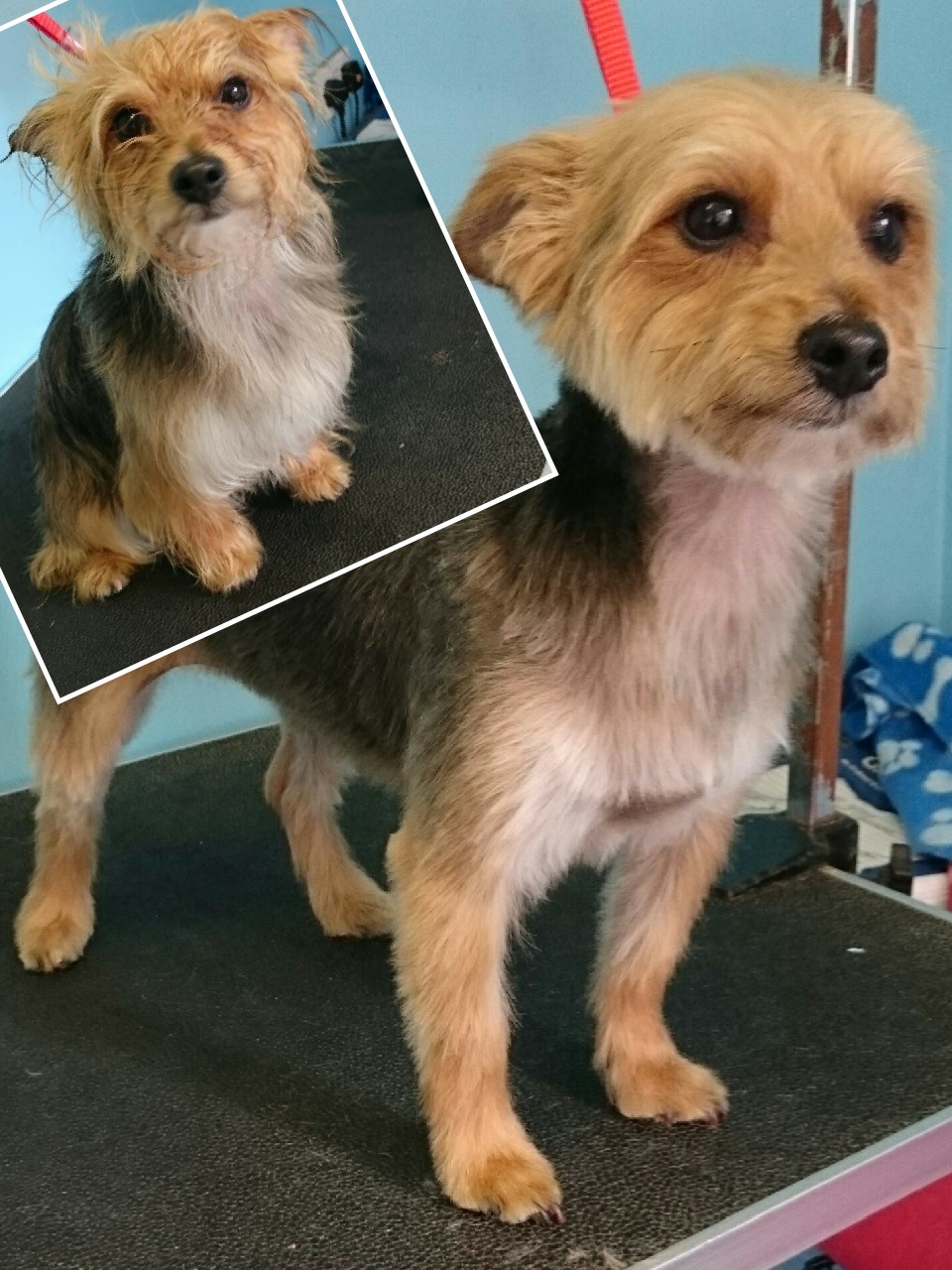 Before and after: a small terrier on the grooming table