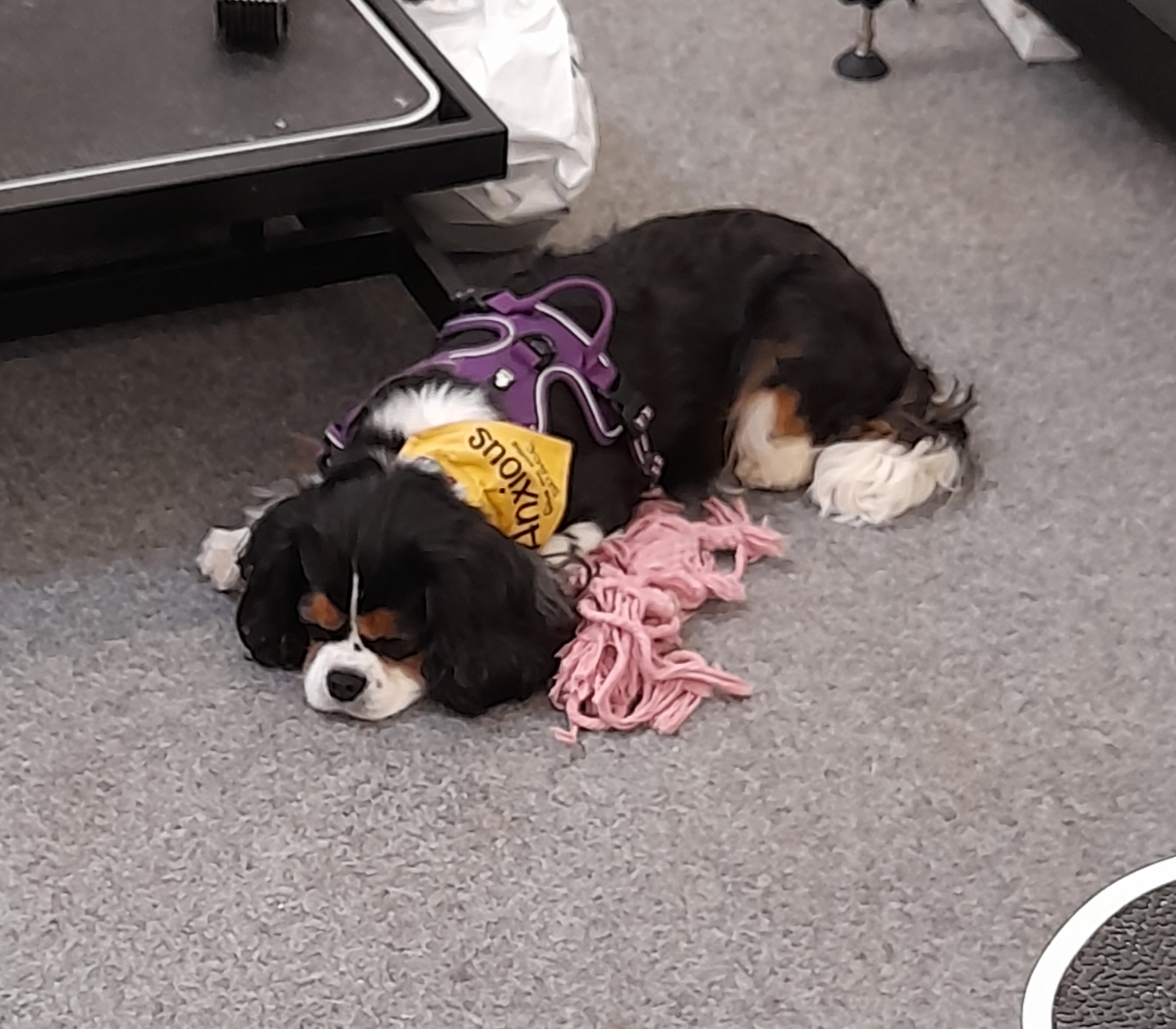 A Cavalier King Charles spaniel asleep on the salon floor