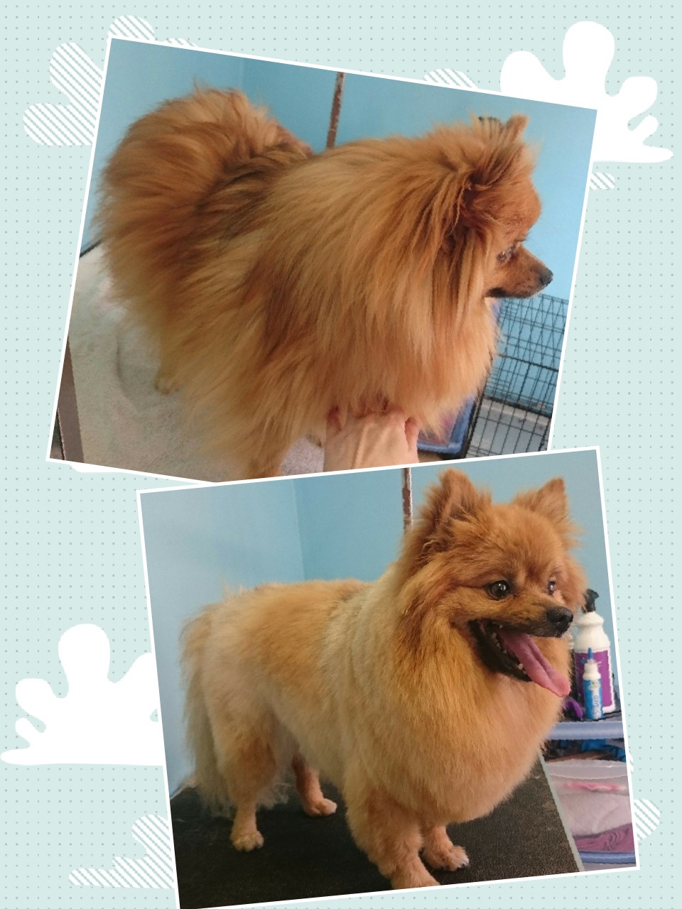 Before and after: a Pomeranian with a neat, fluffy finish