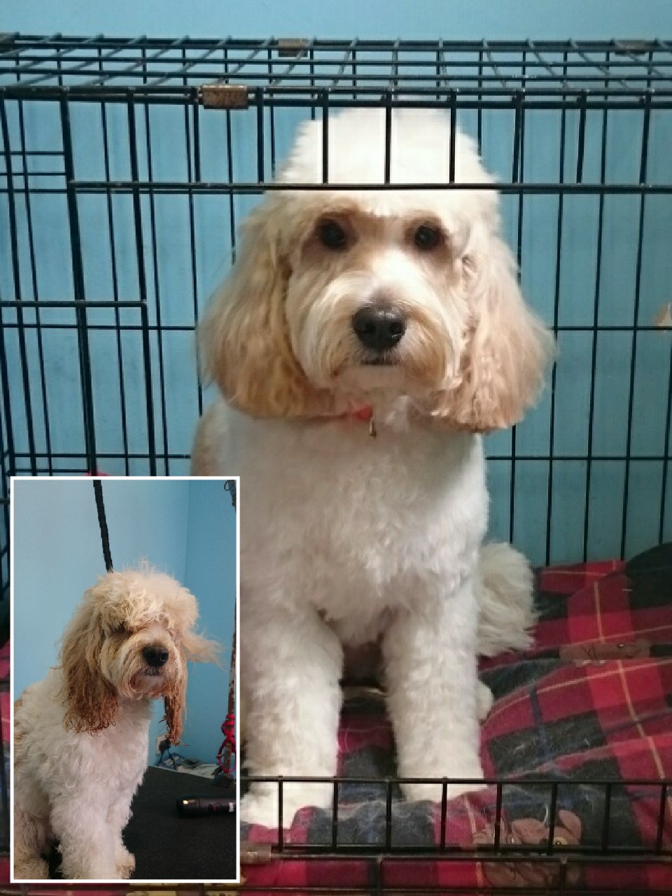 Before and after: a cockapoo with a tidy teddy-style trim