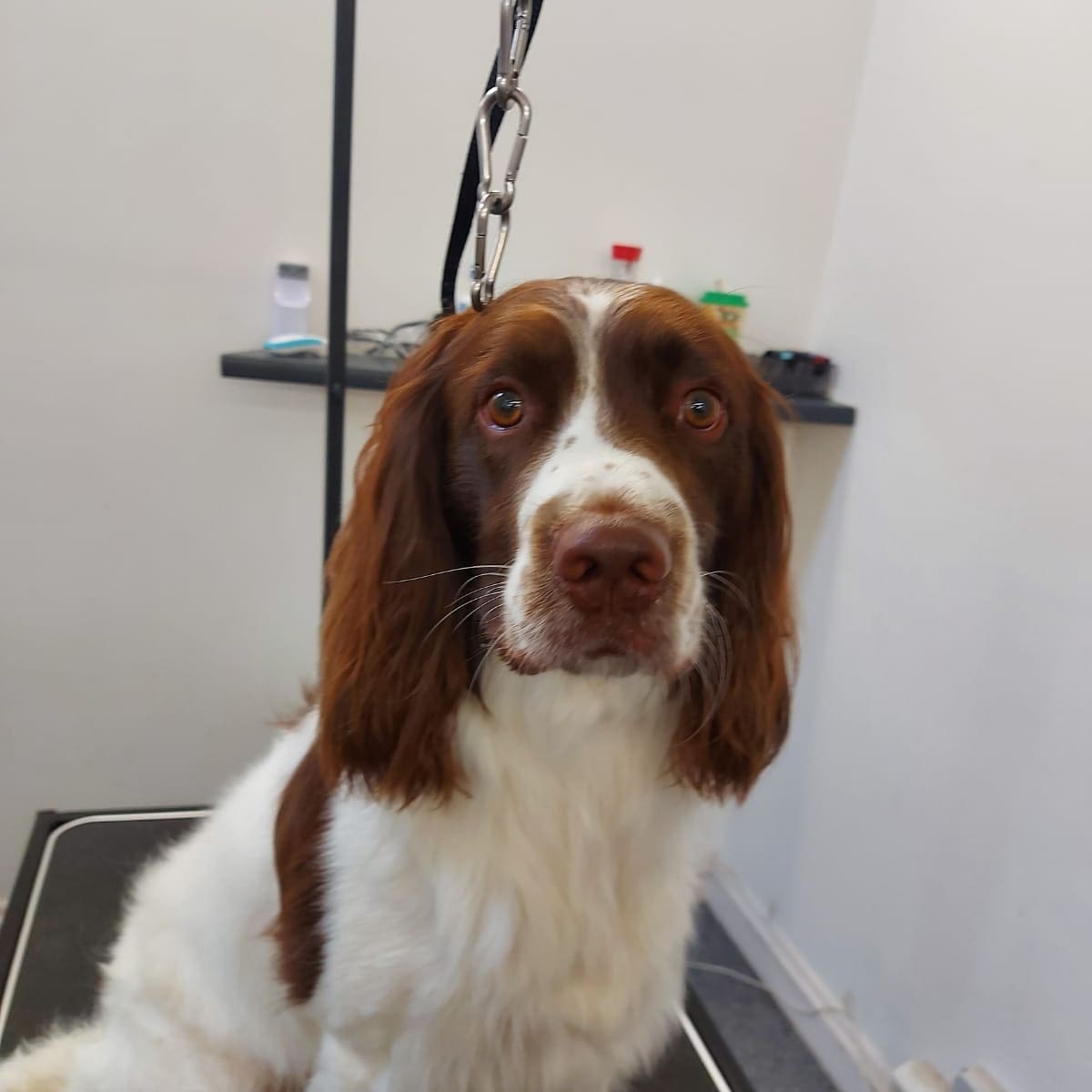 A springer spaniel on the grooming table