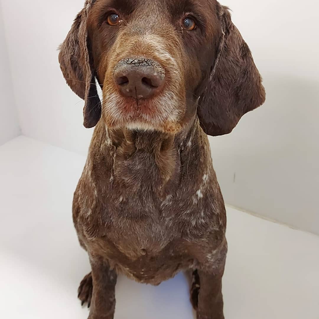 A German pointer sitting for the camera