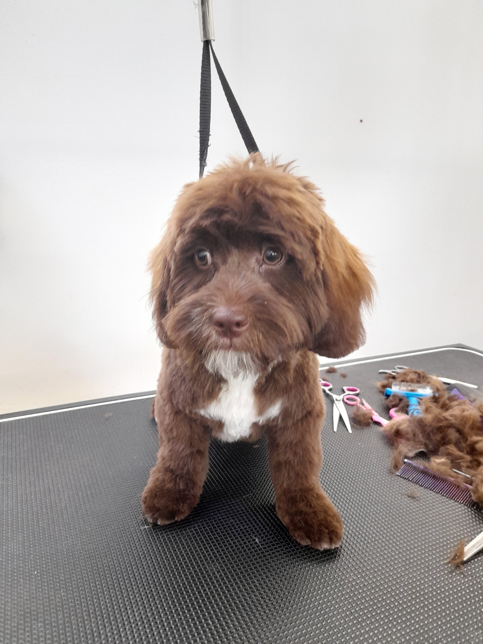 A chocolate cockapoo puppy on the grooming table after a trim