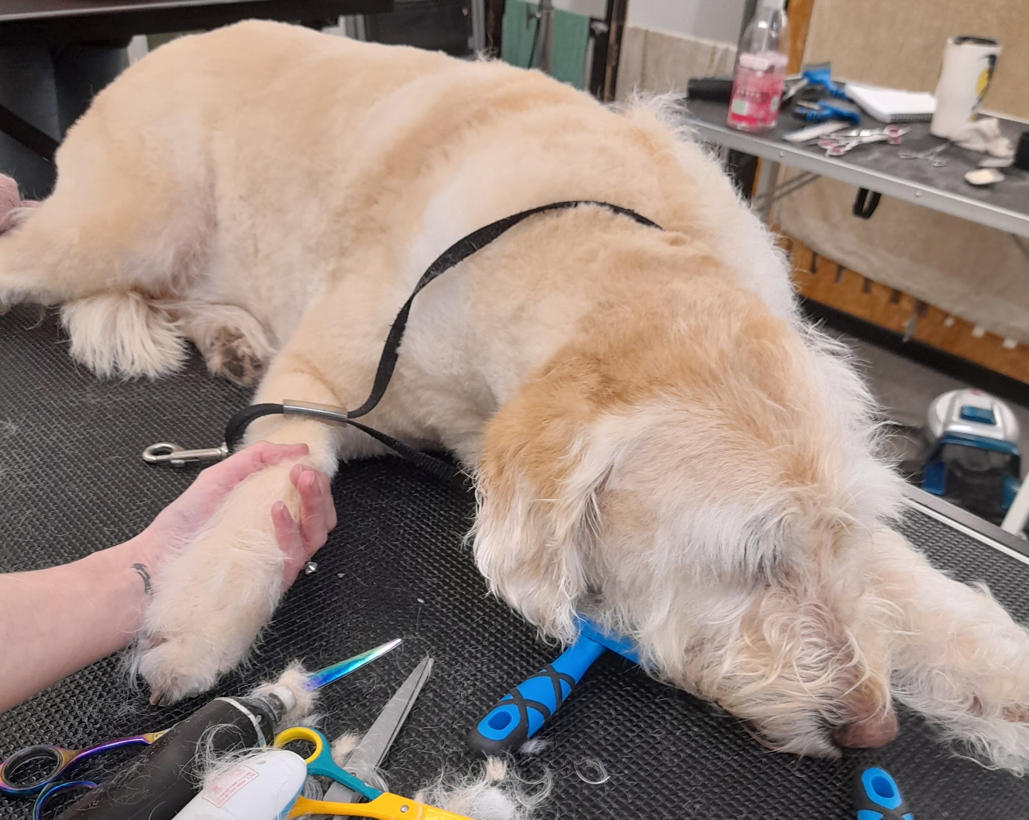 A groomer trimming the fur on a golden dog's paw