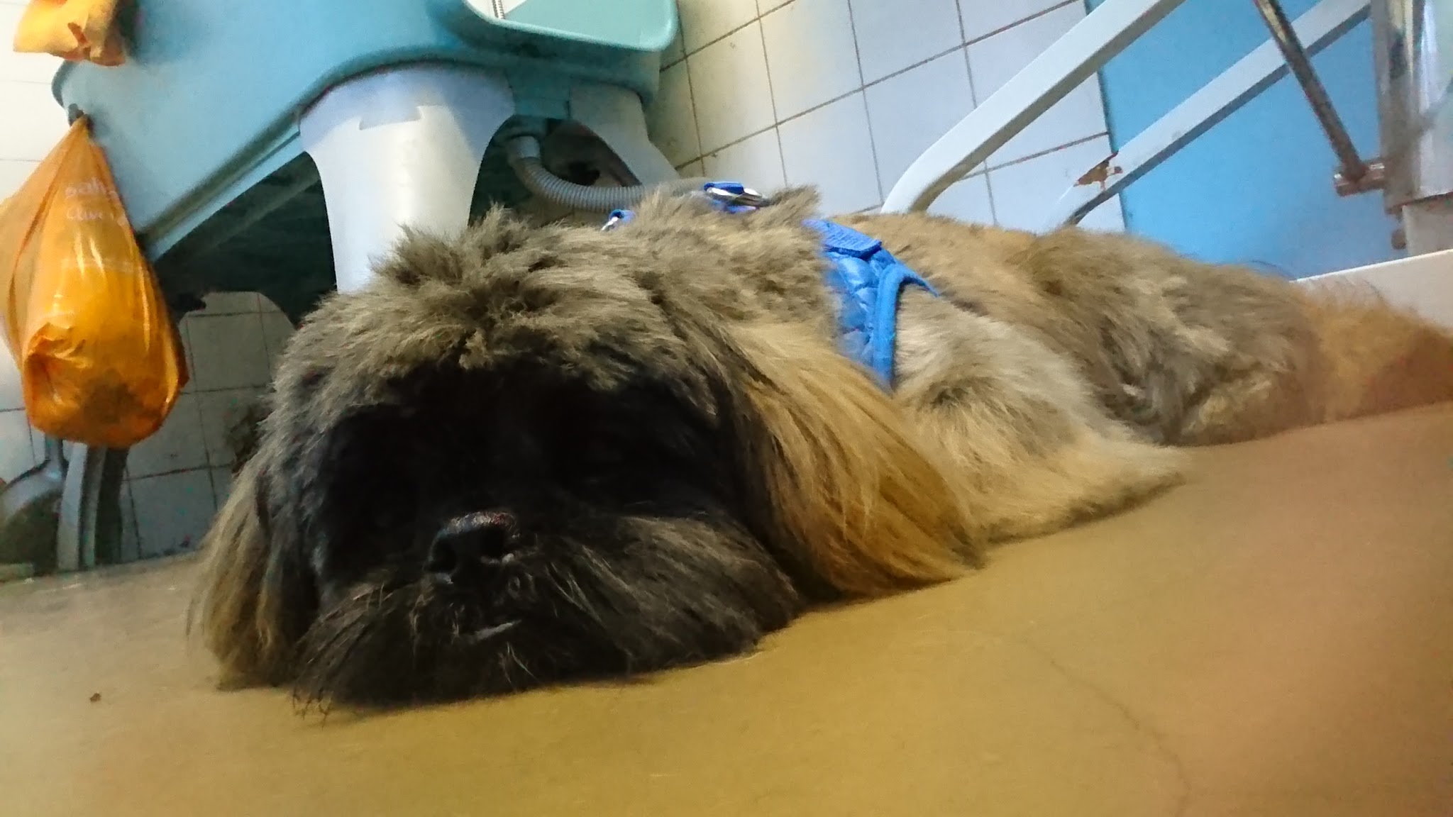 A shaggy dog stretched out on the salon floor