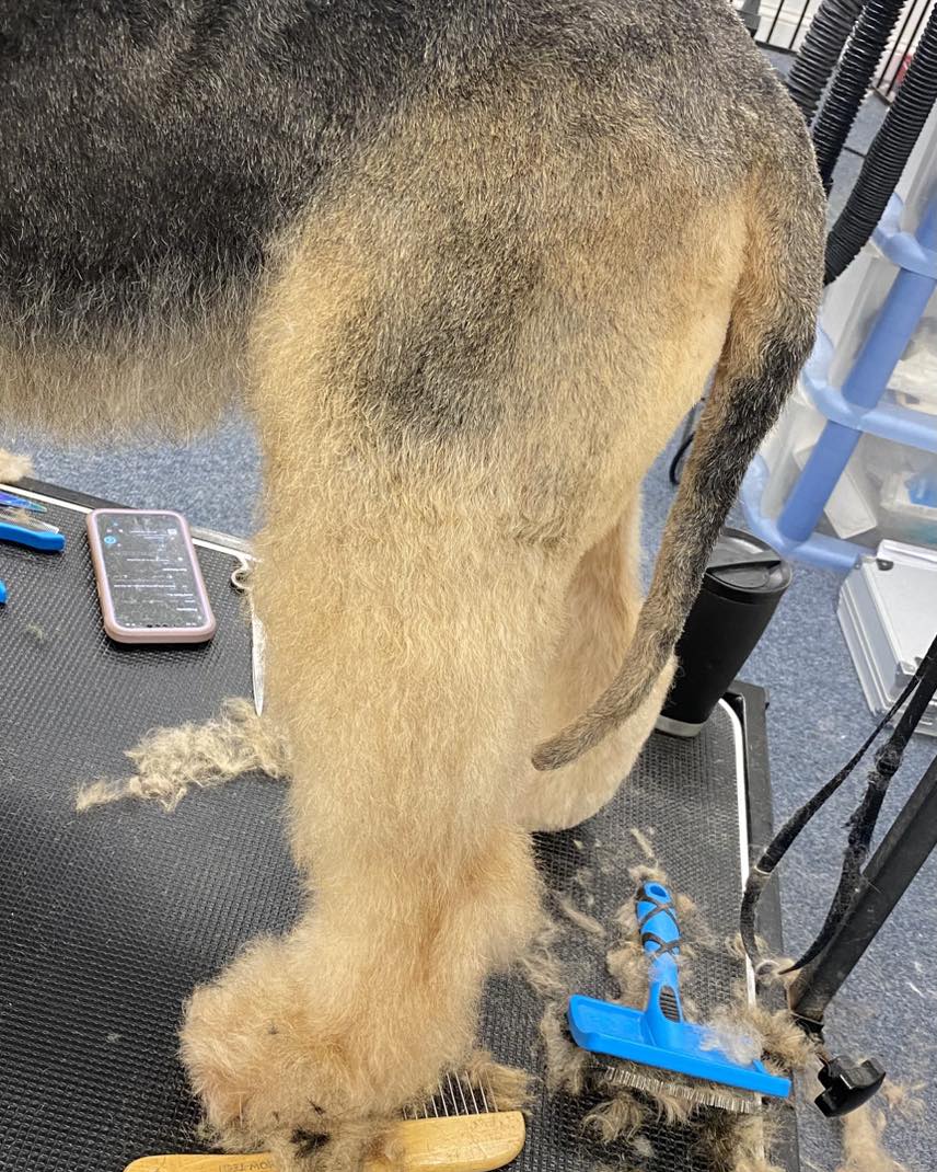 A German shepherd part way through a de-shed and groom