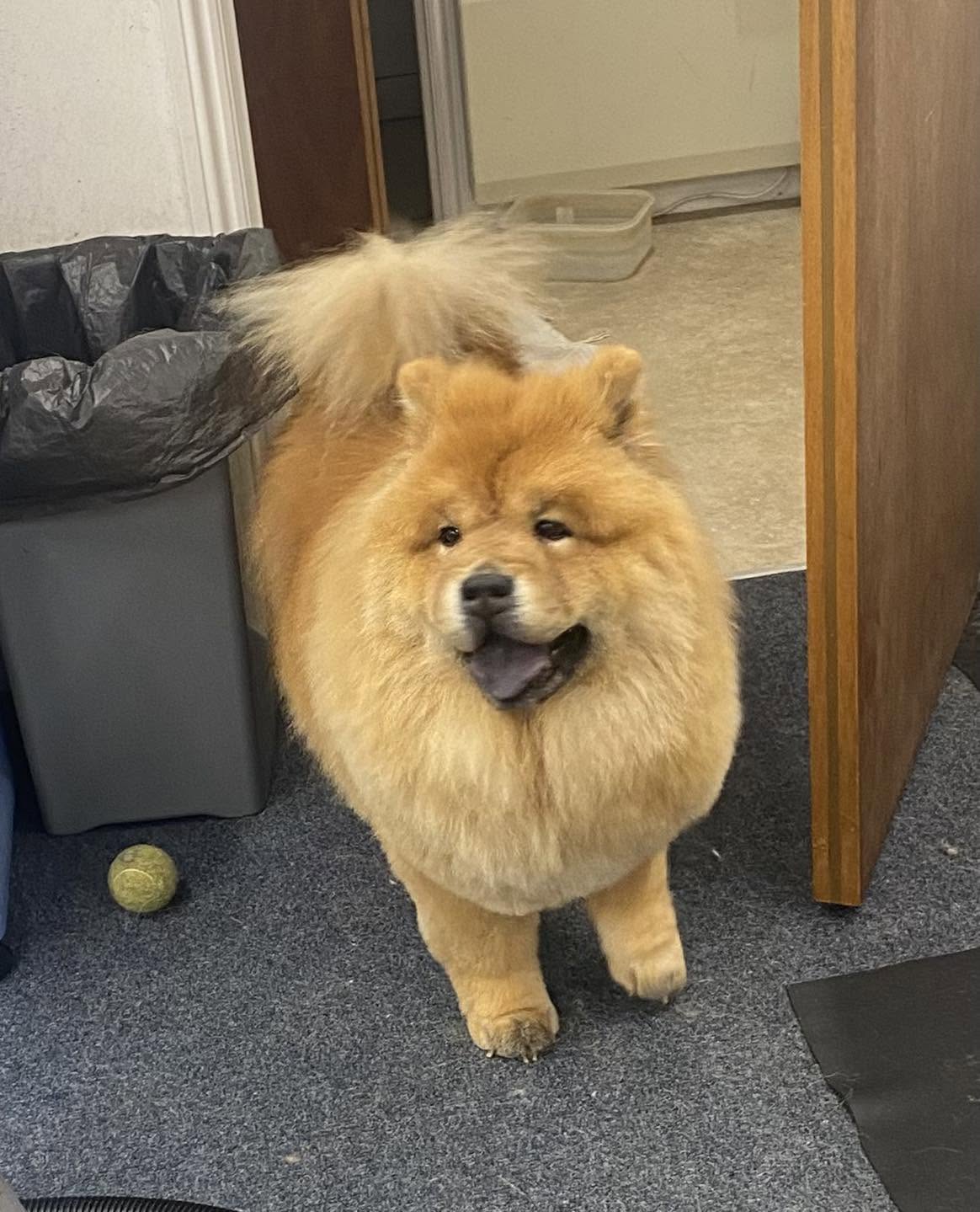 A chow chow standing in the salon after grooming