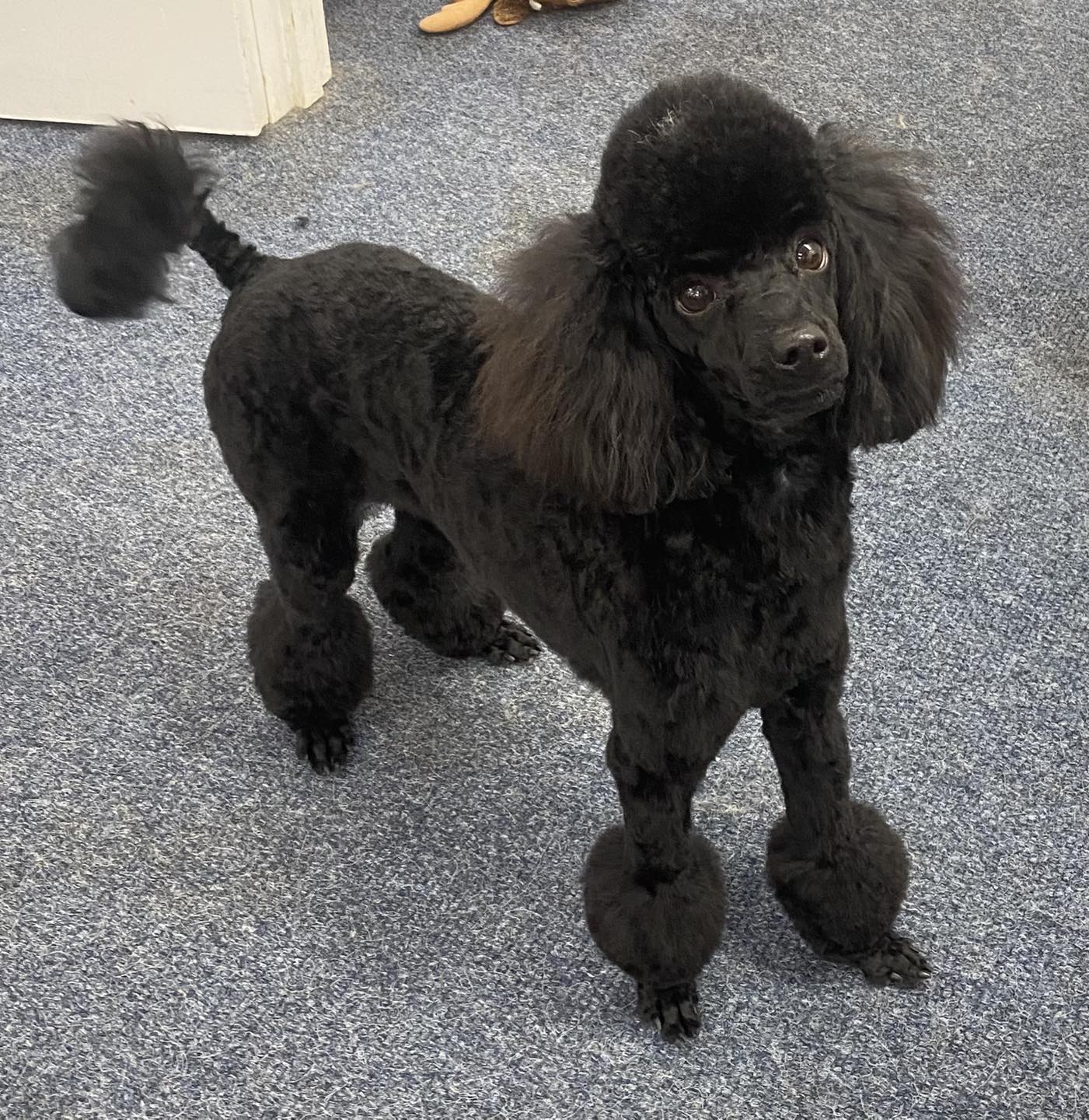 A black standard poodle after a full groom, standing in the salon