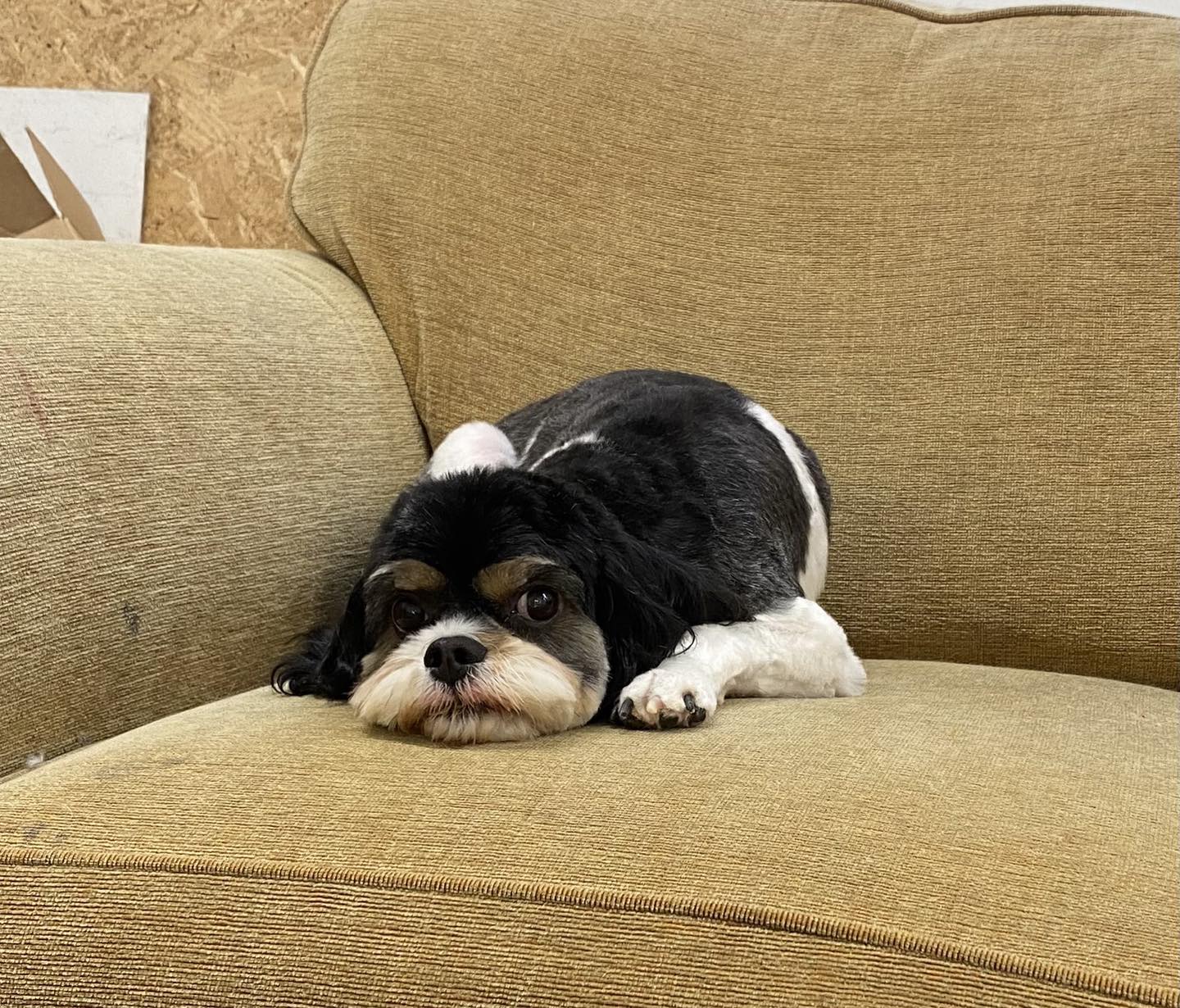 A shy spaniel cross curled up in his favourite armchair