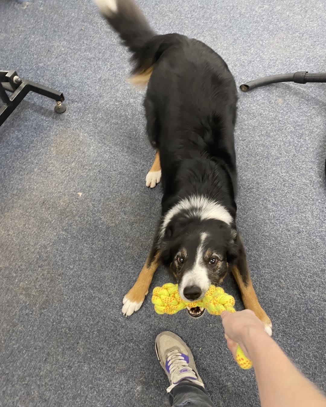 A happy collie cross playing with a toy at going-home time
