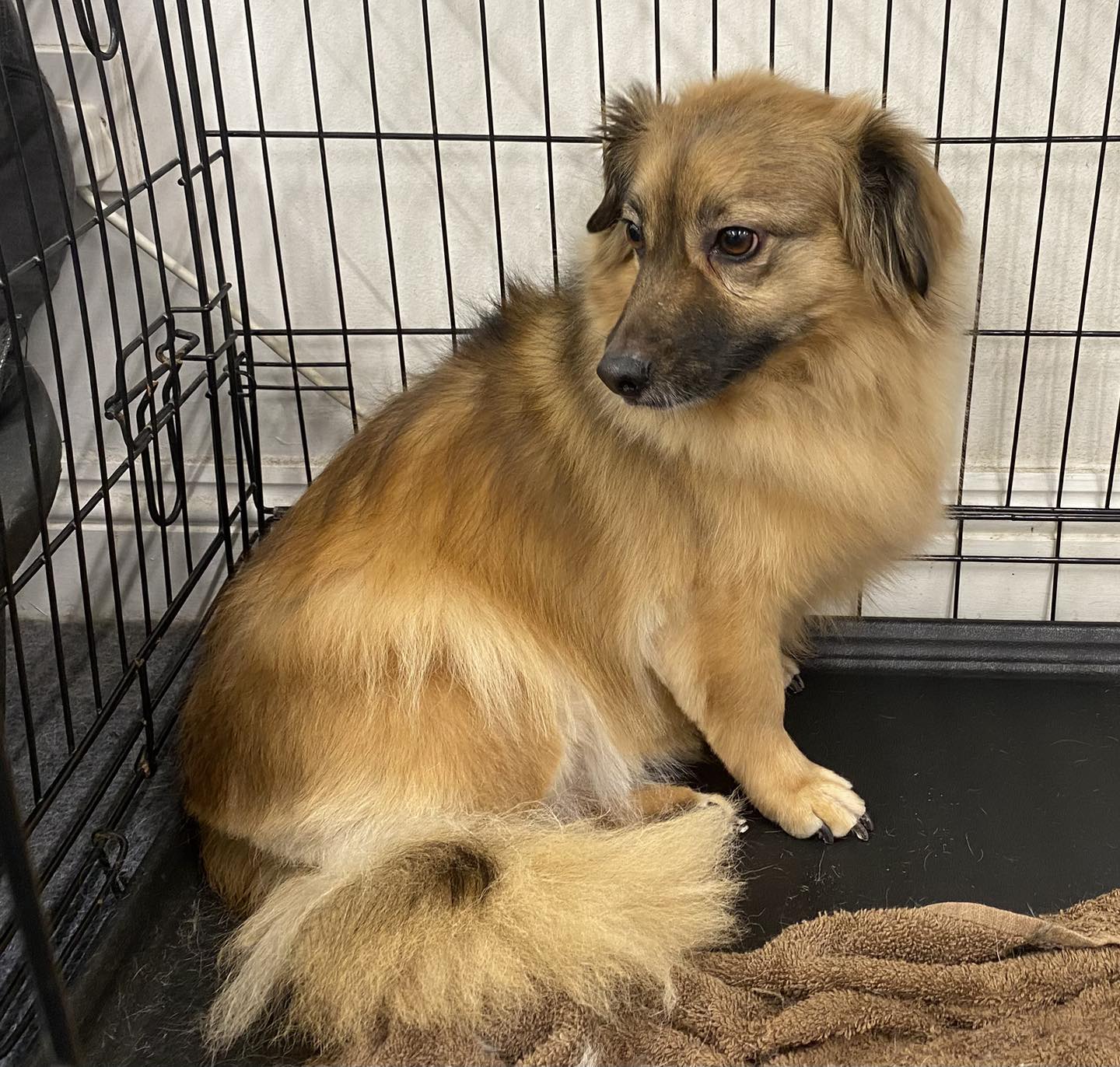 A fluffy little dog waiting in a crate after grooming